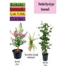Esplendor Serada Decor & Plant Pembe Oya Ağacı, Hanımeli Çiçeği, Kurdele Çiçeği Hediyeli, Çok Renkli, 3'lü Set