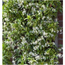 Esplendor Bitkim Sende Rhyncospermum Jasminoides Arap Yasemini Yasemin Fidanı 30-60CM Kokulu Bahçe Sarmaşığı