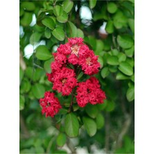 Esplendor Bitkim Sende Kırmızı Oya Ağacı Fidanı, 40-70 Cm, Saksılı, Red Lagerstroemia Indica