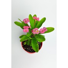 Esplendor Nura Botanik Pembe Renk Dikenler Tacı Çiçeği, 10-20 Cm, Tüplü Çiçekli Bodur Bitki, Euphorbia Milii