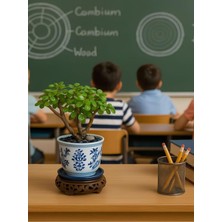Esplendor Serada Decor & Plant Yeşim Çiçeği 15-30 Cm, Bonsaiye Uygun Salon Bitkisi, Yeşil