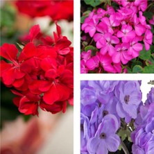 Esplendor Nura Botanik Sardunya Çiçeği Fidesi, 30'lu Karışık Renk, 10-20 Cm, Tüplü Çiçekli Bodur Bitki (Pelargonium)
