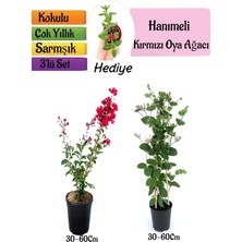 Esplendor Gardenbox Kırmızı Oya Ağacı, Kokulu Hanımeli Çiçeği, Buz Çiçeği 3'lü Peyzaj Seti, 30-60 cm
