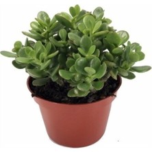 Esplendor Para Çiçegi Bonsai Yeşim Bitkisi Para Ağacı Şans Bereket Bitkisi <20CM 35 cm >, BTS05032025BYB66
