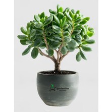 Esplendor Gardenbox Para Ağacı Çiçeği Crassula Ovata, 15-25 Cm, Canlı Bitki, Formlu Saksı