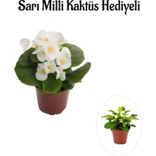 Esplendor Nura Botanik Beyaz Şeker Begonya Çiçeği, Sarı Milli Kaktüs Hediyeli, Tek Ebat