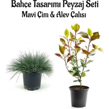 Esplendor Serada Decor & Plant Mavi Çim ve Alev Çalısı Bahçe Seti, 2 Adet Saksılı Bitki