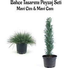 Esplendor Mavi Çim 1 Adet Saksılı (10-20CM)+MAVI Çam AĞACI(30-60CM) Bahçe Seti, BTS0106NA16
