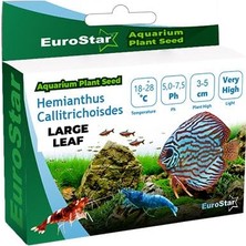 Esplendor Eurostar Bitki Tohum Large Leaf Base Plant
