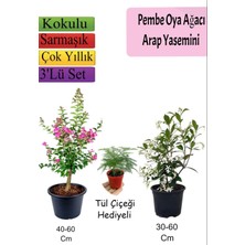 Esplendor Serada Decor & Plant Pembe Oya Ağacı, Arap Yasemini, Tül Çiçeği Hediyeli, 3'lü Set, Çok Renkli