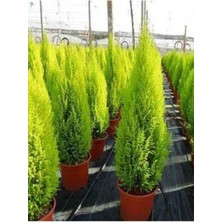 Esplendor Nura Botanik Tüplü Limoni Servi Çam Fidanı, 14 Lük Saksıda, 30-40 cm Boyu, Yeşil