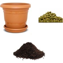 Esplendor Gardenbox Ithal Mungo Fasulye Tohumu, 10 Adet Ekim Seti, Toprak ve Saksı Dahil