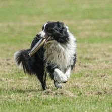 Yakup Tokatlı Moda Eğlenceli ve Eğitici Dayanıklı Yuvarlak Köpek Frizbi Oyuncağı