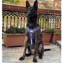 Str Store Cool Walk Premium Köpek Göğüs Tasması S