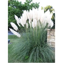 Bomii Beyaz Pampas Saz Çiçeği Fidanı Saksılı 60-80 cm Bahçe Bitkisi (Pampas)