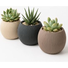 Bomii Modern Dekoratif Bitki Saksı Seti, 3 Adet, 0,70 L, Çok Renkli, Plastik, Yuvarlak