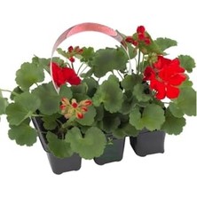 Defne Store Kırmızı Sardunya Fidesi 2 Adet Saksılı 10-25CM Salon Balkon Çiçeği