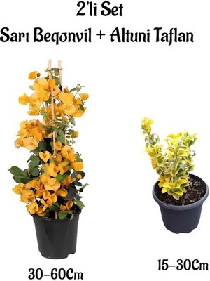 Serada Decor Plant Sarı Renk Sarmaşık Begonvil Çiçeği+Altuni Taflan Çit Bitkisi Saksılı Dış Mekan Bitkileri