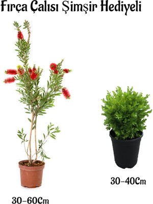 Serada Decor Plant Kırmızı Renk Fırça ÇALISI(30-60CM) Çalı Şimşiri Hediyeli Dış Mekan Bitkilerli