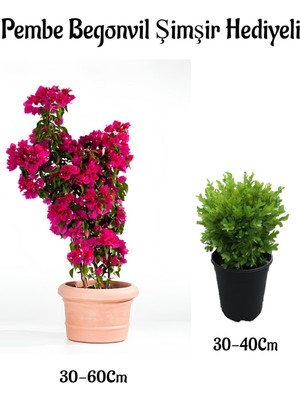 Serada Decor Plant Pembe Renk Begonvil ÇIÇEĞI(30-60CM) Çalı Şimşiri Hediyeli Bahçe Bitkisi
