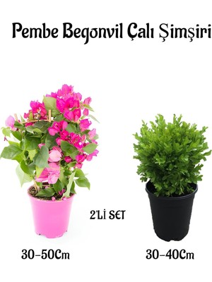 Serada Decor Plant Bodur Şeker Pembe Begonvil Fidanı+Çalı Şimşiri 2'li Set Saksılı Bahçe Bitkisi