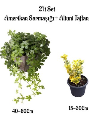 Serada Decor Plant Amerikan Duvar Sarmaşığı+Altuni Taflan 2'li Set Çit Bitkisi Fidanı Bahçe Bitkileri