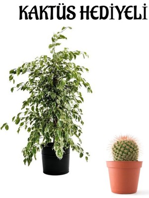 Serada Decor Plant Hediyelik Beyaz Alacalı Benjamin Bitkisi Sevgililer Gününe Özel Kaktüs Hediyeli
