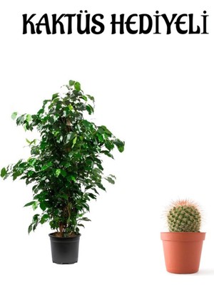 Serada Decor Plant Hediyelik Yeşil Renk Benjamin Bitkisi Sevgililer Gününe Özel Kaktüs Hediyeli