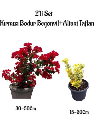 Bitkim Sende Kırmızı Renk Bodur Begonvil Çiçeği+Altuni Taflan Çit Bitkisi Dış Mekan Bitkileri