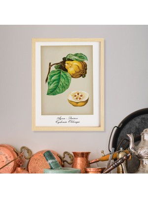 Ayışığı Dizayn Mutfak Vintage Fruits Ayva-Quince Ahşap Çerçeveli Poster Tekli Dekor Duvar Tablo Seti