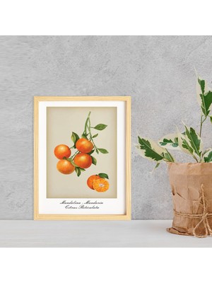 Ayışığı Dizayn Mutfak Vintage Fruits Mandalina-Mandarin Ahşap Çerçeveli Poster Tekli Dekor Duvar Tablo Seti