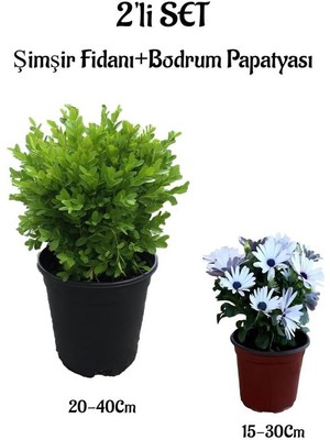 Bitkim Sende Çalı Şimşiri Fidanı+Beyaz Bodrum Papatyası 2'li Set Peyzaj Bitki Seti
