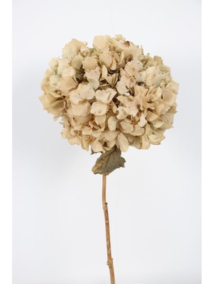 Yapay Çiçek Deposu Lüx Bodur Ortanca Dalı (Gerçek Uzun Ömürlü Şoklanmış) 40 cm Krem