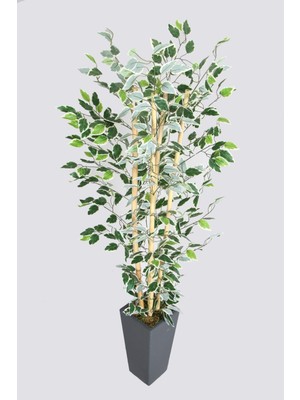 Yapay Çiçek Deposu Yapay Benjamin Ağacı 155 cm 4lü Bambu Gövdeli Yeşil Beyaz Ahşap Antrasit Saksı)
