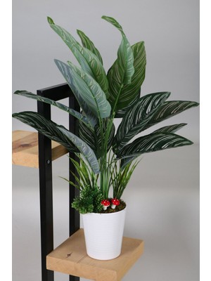 Yapay Çiçek Deposu Dekoratif Beyaz Mika Saksıda Calathea Majestica Bitki Tanzimi 70 cm