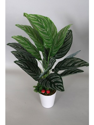 Yapay Çiçek Deposu Dekoratif Beyaz Mika Saksıda Calathea Majestica Bitki Tanzimi 70 cm