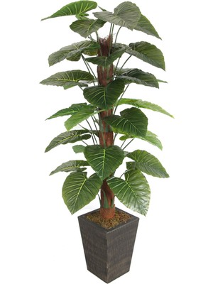 Yapay Çiçek Deposu 36 Yapraklı Yapay Alocasia Fil Kulağı Ağacı 190 cm (Ahşap Siyah Gold-Saksıda)
