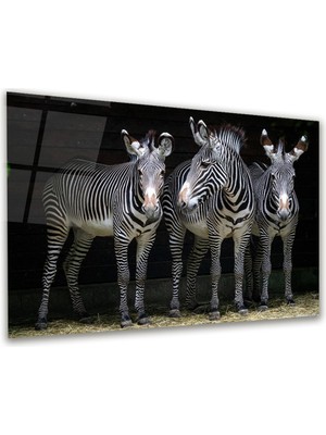 Glass Art Zebra Yatay Cam Tablo