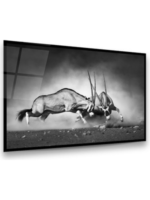 Glass Art Antiloplar Yatay Cam Tablo