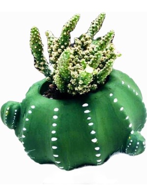 morlalem Kaktüs Şekilli 15cm Sakı Silikon Kalıp K-657, Polyester Taş Tozu Çimento Alçı Kalıbı