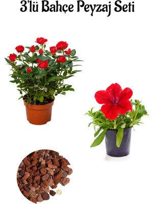 Serada Decor Plant Yediveren Kırmızı GÜL(20-40CM)+KIRMIZI PETUNYA(10-20CM)+2LT Dekoratif Taş 3'lü Peyzaj Seti