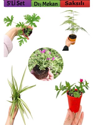 Serada Decor Plant 5'li Bahçe Seti Itır Kurdela Tül Mezem Buz Dış Mekan Bitkileri
