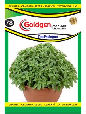 Goldgen Kademgiller Top Fesleğen(Reyhan) Tohumu