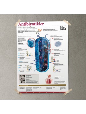 Sınıf Sepeti Antibiyotikler Posteri - PO702