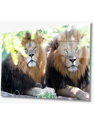 Emos avm Aslan Hayvan Cam Tablo 4mm Dayanıklı Temperli Cam