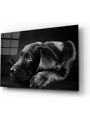 Miraaxx Köpek 8 Hayvan Cam Tablo