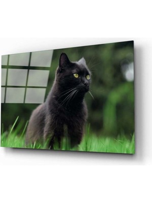 Miraaxx Kedi 2 Cam Tablo