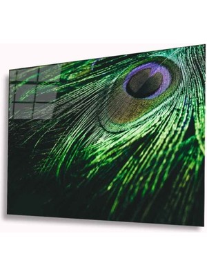 Miraaxx Tavuskuşu Tüyü Cam Tablo 4mm Dayanıklı Temperli Cam