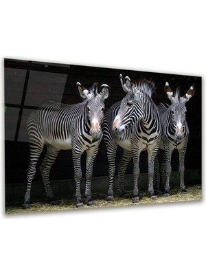 I Am Art Cam Tablo, Dekoratif Baskı Zebra Yatay Cam Tablo