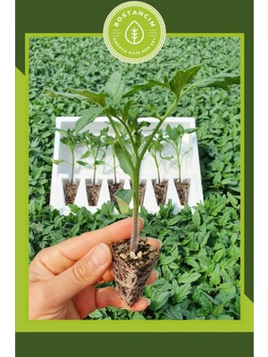 Serada Decor Plant Sırık Domates Fidesi (6'lı Ambalaj) Özel Köpük Kutuda